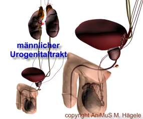 urogenitaltrakt.jpg (8871 Byte)